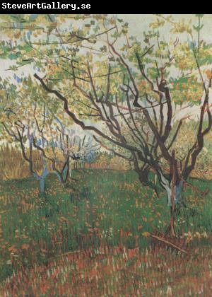Vincent Van Gogh Orchard in Blosson (nn04)